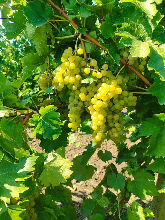 Struguri de vânzare pentru vin!