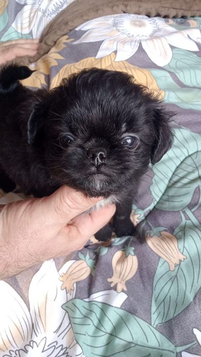 Милашки щенки метисята.