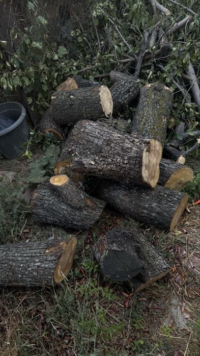 Продам пеньки , средние