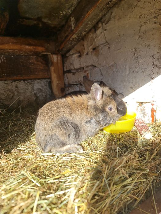 Familie iepuri cap de leu