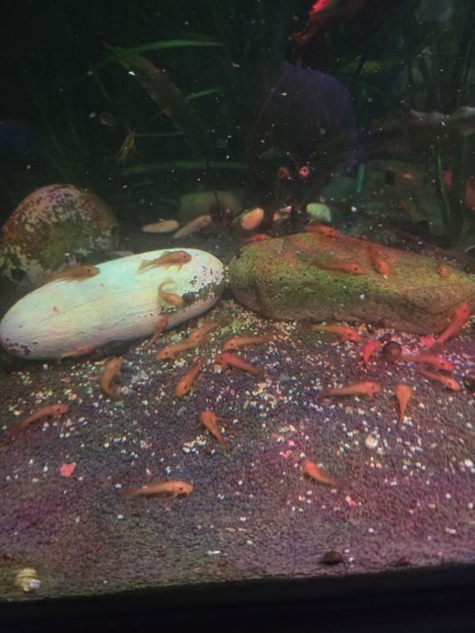 Продам молодь Анцитруса Super  Red.