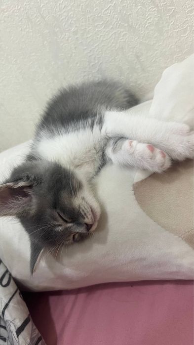 Котенок 4 мес, Ташкент, срочно