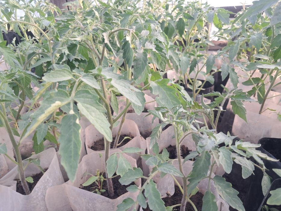 Продам рассаду овощи  картофель семеной