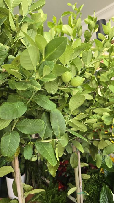 Дерево лимона с плодами. Лимон.  Цитрус.