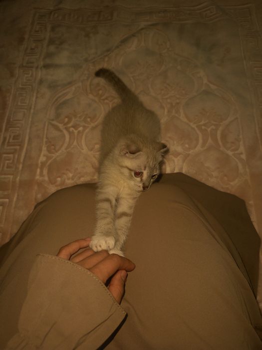 шотландская вислоухая