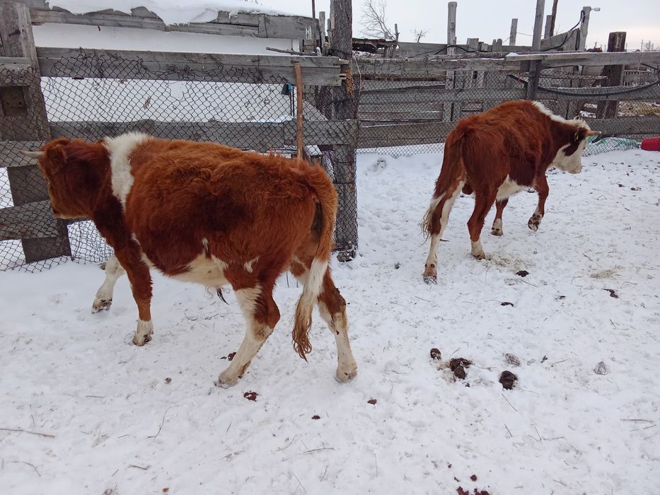 Бычки крс бұқа подсос