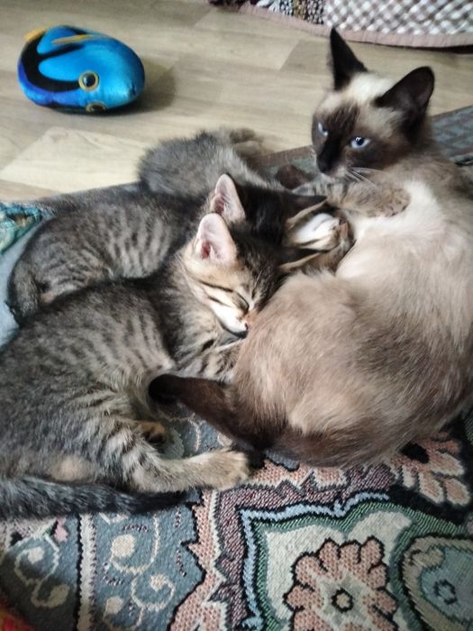 Бесплатно ,котятки