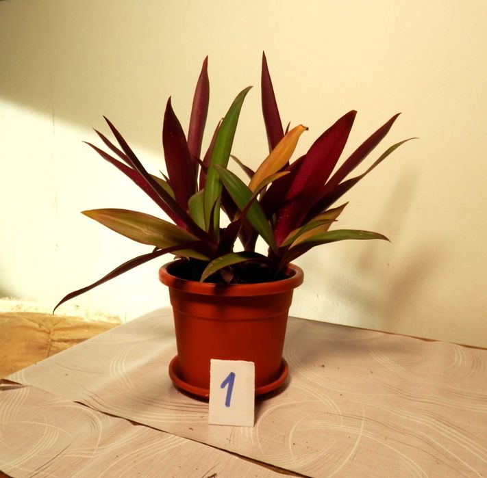 Rhoeo discolor (Bărcuța cu crini sau Bârfa babelor)