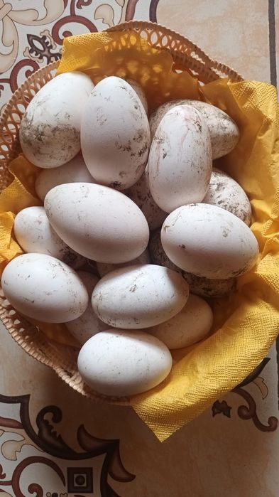 Oua de gasca proaspete