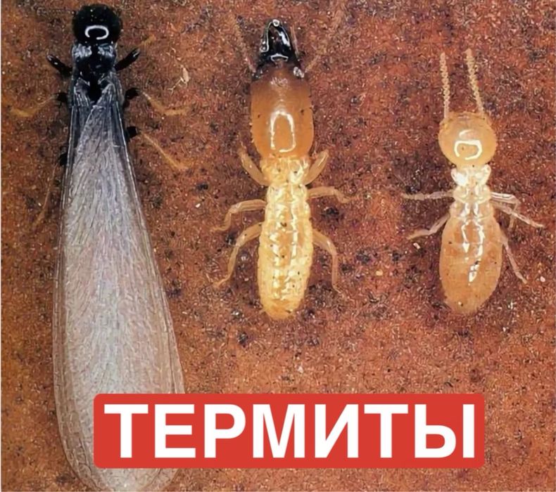Обработка от термитов/ дезинфекция