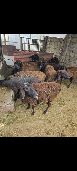 Қойлар тур 11бас