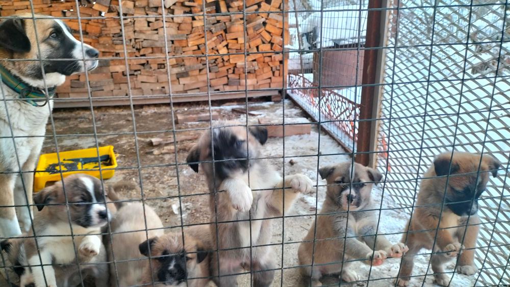 Щенята бесплатно