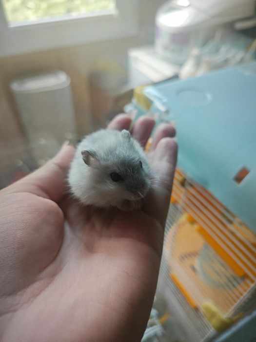 Джунгарские хомячки