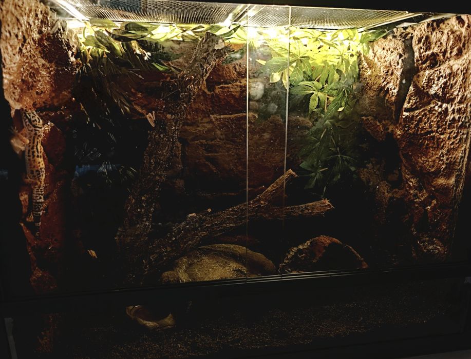 Cameleon si Terariu