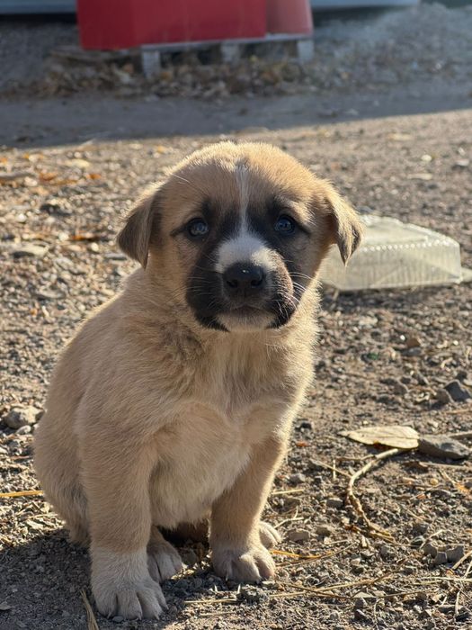 Щенки в добрые руки