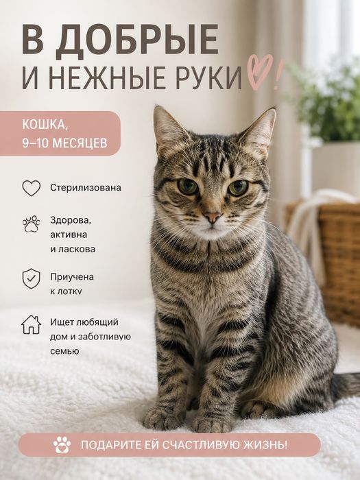 Кошки в добрые руки