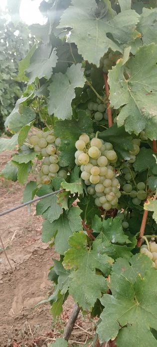 Muscat Ottonel...