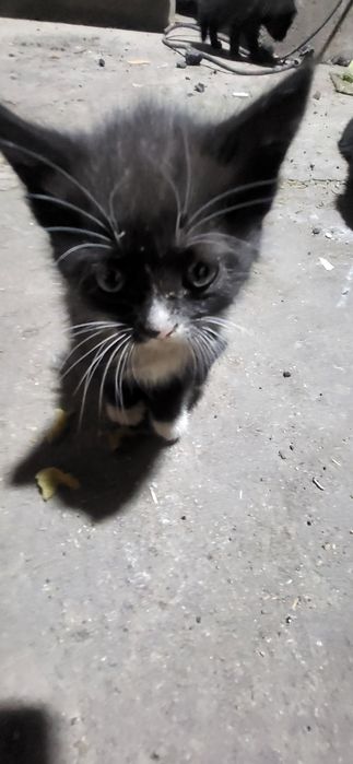 Котята в добрые руки !