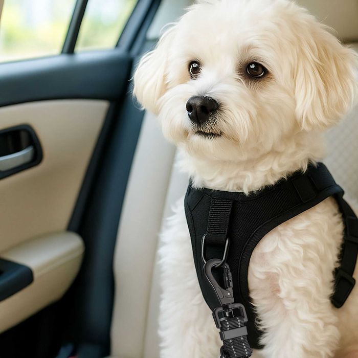 Centura de siguranta auto pentru caini cu amortizor carabina si Isofix