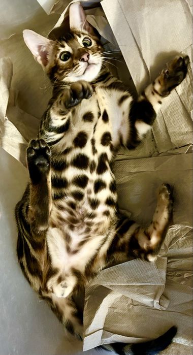 Бенгалско коте, момче, момиче