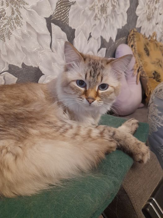 Красивый и здоровый кот ищет дом.