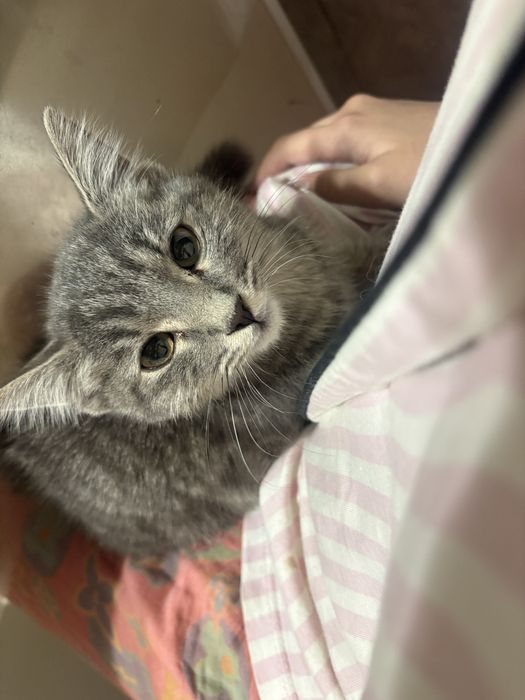 Котенок ищет дом (отдам бесплатно)