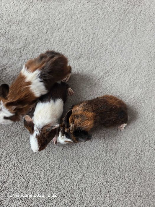 Donez porcusor de Guineea