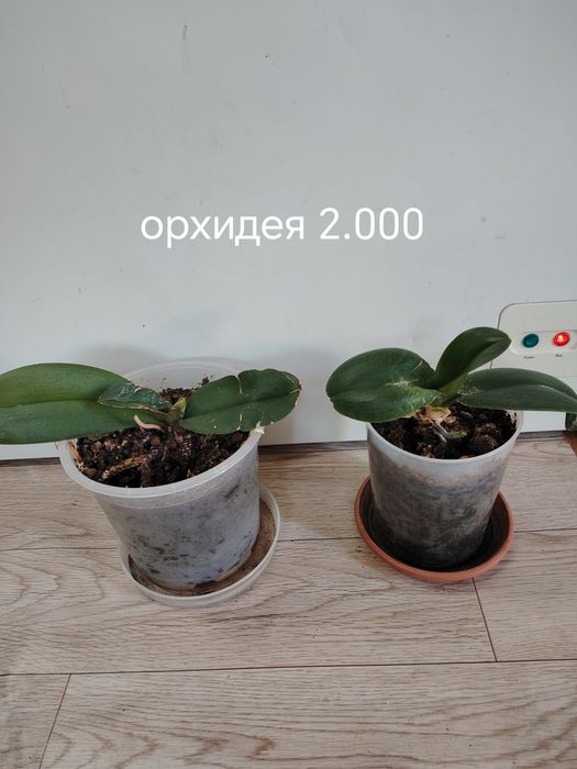 Продаются домашние цветы