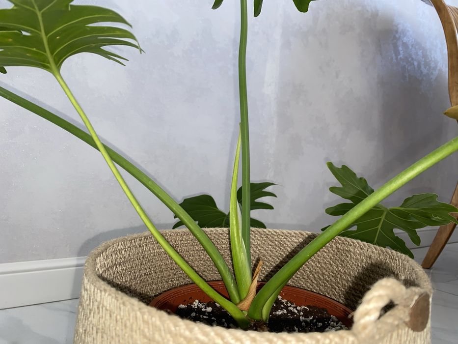 филодендрон село эксклюзив адаптированый