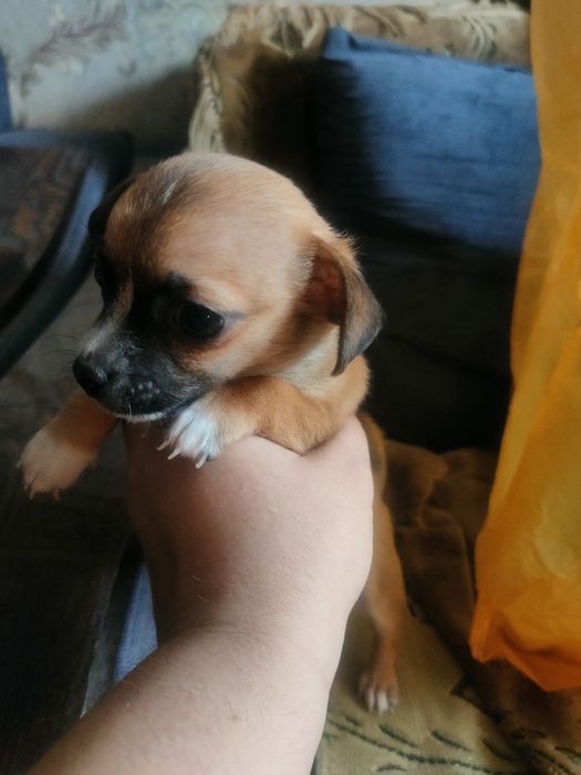 Щенок чихуахуа мальчик