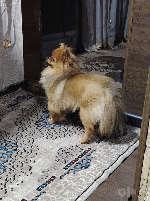 Срочно продаю шпица памеранский  шоколадный цвет карликовый
