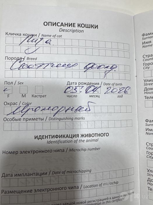 Котенок скоттиш фолд 6 ти месячный