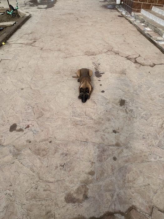 Белгейски овчарка