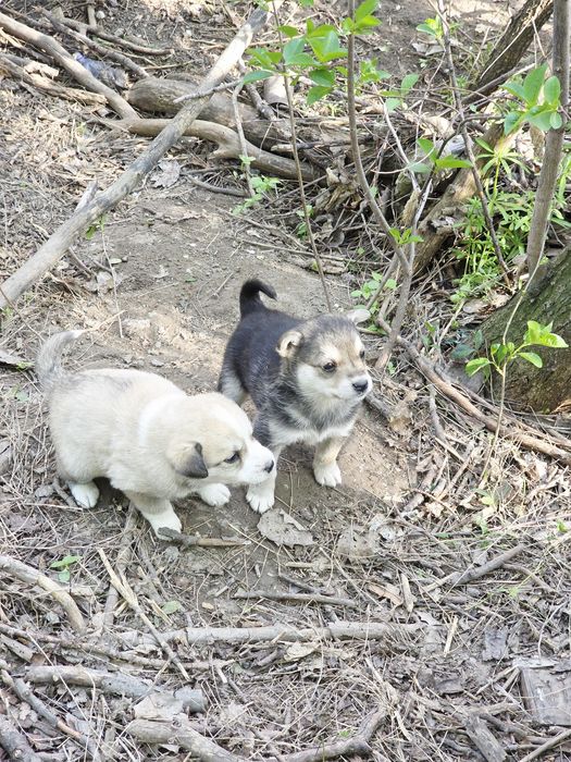 Щенки в любящую семью