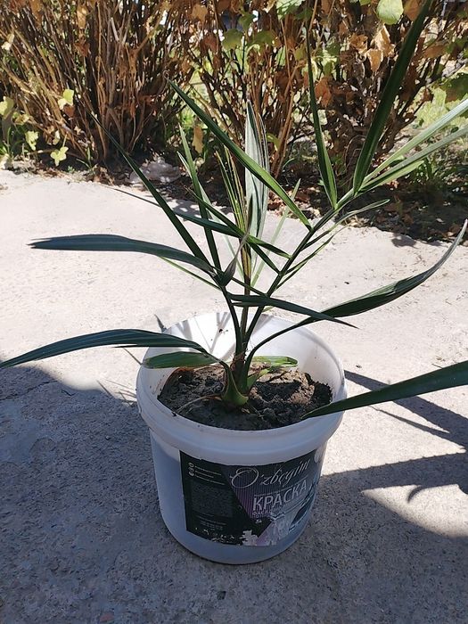 В наличии есть Лечебное  Алоэ Вера Продам