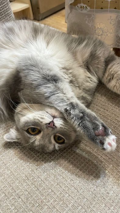 Отдам бесплатно кошек