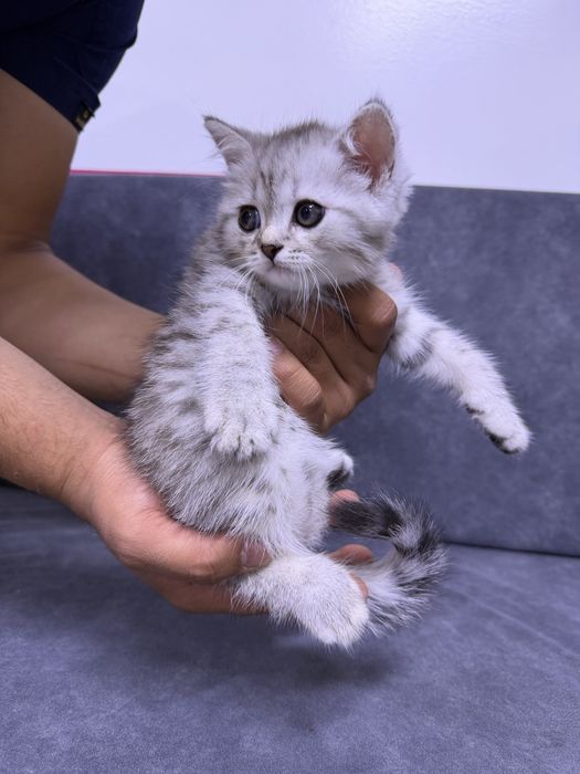 Скотч спрайт мальчик 2 месяц