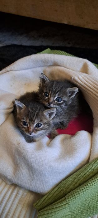 ОТДАМ КОТЯТ в добрые руки