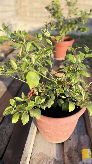 Саженцы лимона сорта Мейер