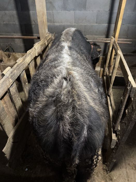 Продам полтарашку