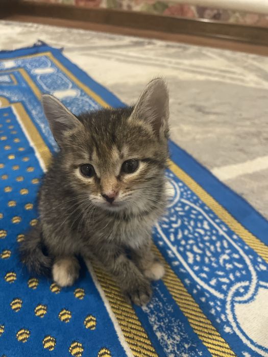 Котенок отдам бесплатно