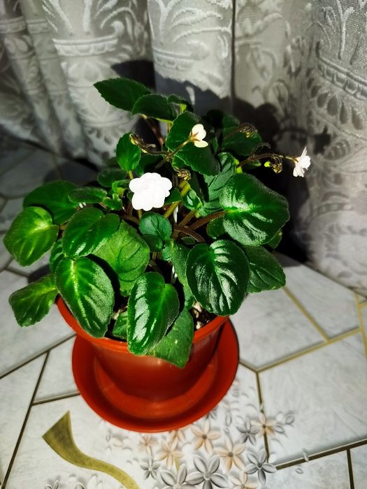 Фиалка Rob's Vanilla Trail