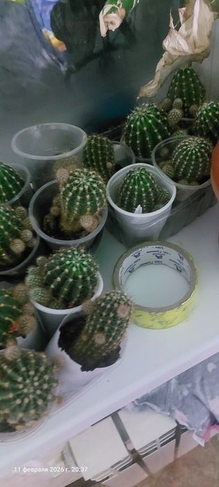 продам кактусы  по 100тг