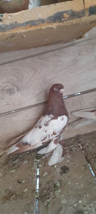 100.000 sõm kami bor