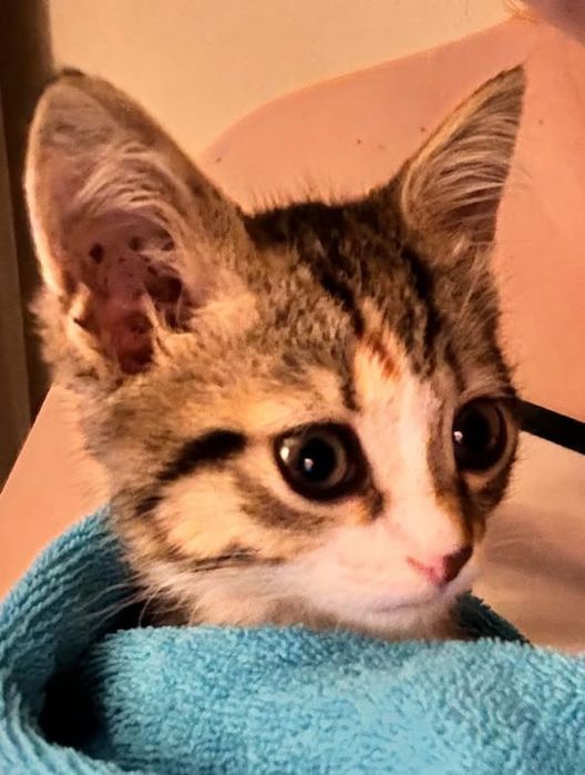 Пристройство найденного котенка