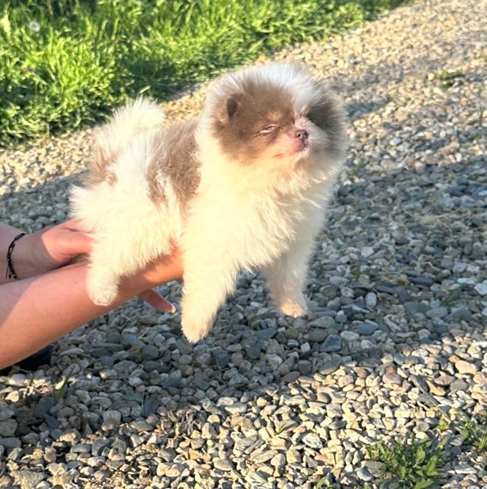 Померан мъжко и женско