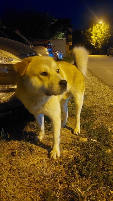 Ofer spre adoptie metis Akita Inu