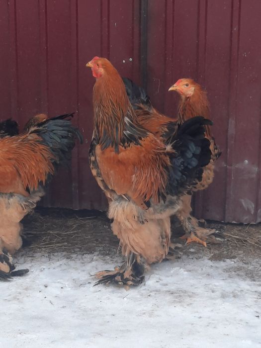 Vând Brahma Columbia
