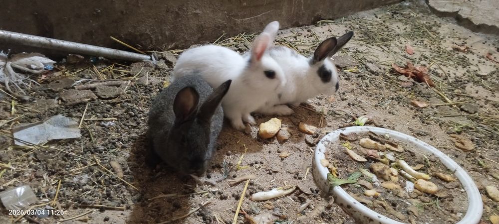 Quyon bolalari sotiladi