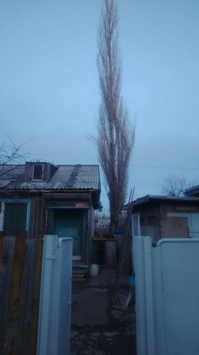 Спил деревьев. Бензопила